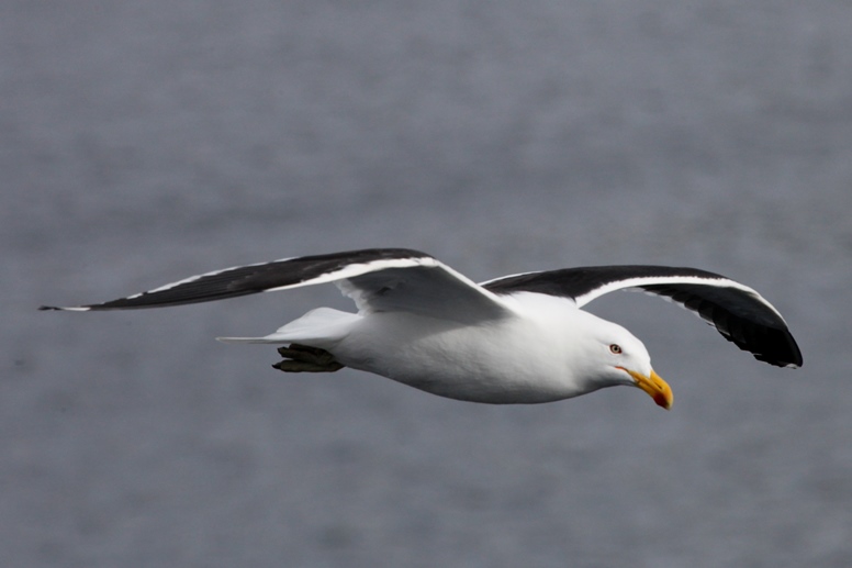 gull in flight